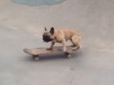 Dans ce skatepark, le skateboarder est… un chien !