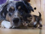 Un chien Berger Australien très câlin avec un chaton