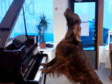 Un chien Irish Setter chante et joue du piano