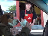 Un chien commande aux drive des fast food