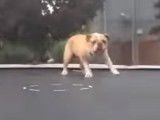 Un Bouledogue Anglais s'amuse sur un trampoline