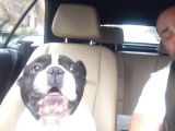 Un chien Bulldog qui chante du Rihanna