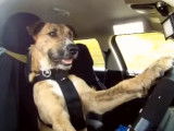 Porter, le premier chien qui conduit une voiture