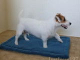 Jesse, un Jack Russel qui aide à la maison