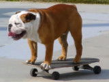 Un chien qui adore faire du skateboard et du surf