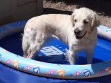 C'est l'heure de la piscine pour ce Golden Retriever
