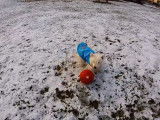 Un chien joue dans la neige