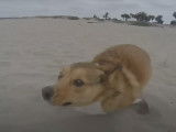 Un chien maladroit qui court sur une plage