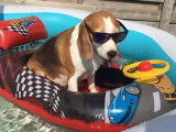 Piscine party pour un adorable Beagle