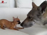 Compilation de chiens qui font rire