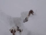Des chiens Cavalier King Charles Spaniel jouent dans la neige