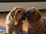 D'adorables chiots Shar-Peï jouent ensemble