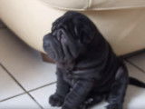Des chiots Shar-Peï mignons et pleins de vie