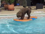 Ce Caniche adore faire du surf dans la piscine