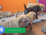 Les 10 chiens les plus mignons