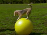 Purin, le chien recordman du monde de course sur ballon de yoga