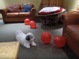Un Coton de Tuléar joue avec des ballons gonflables