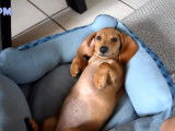 Une compilation d’adorables chiens Teckel