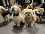 Un rassemblement de Shih Tzu plus mignons les uns que les autres