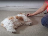 Un chiot Shih Tzu de 3 mois apprend différentes positions