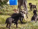Adorables chiots Whippet de 5 semaines