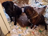 Compilation de réactions amusantes de chiens coupables