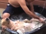 Compilation de vidéos amusantes avec un Golden Retriever