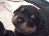 Compilation des chiots Rottweiler les plus mignons