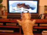 Un Cairn Terrier qui adore regarder la télévision