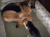 Un Berger Allemand et un Chihuahua partagent un os