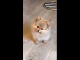 Un Loulou de Poméranie très mignon