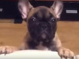 Ce chiot fait tout pour avoir le droit de monter sur le lit