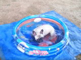 Un chiot Bouledogue Français fait trempette dans sa piscine