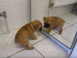 Un chiot Bouledogue Français un peu perdu face à son reflet