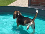 Deux Beagles se baignent pour la première fois