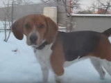 Ce Beagle adore jouer dans la neige