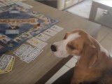 Ce Beagle triche au Beagle-Opoly