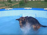 Un Berger Allemand et un Labrador jouent dans une piscine