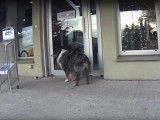 Une journée type en appartement pour un chien Berger Australien