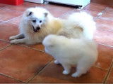 Une chienne et son chiot partagent un moment complice