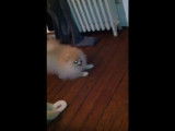 Un Spitz Allemand agressif contre... une peluche !