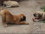Un chiot Boerboel qui rêverait que son frère partage un os