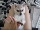 Un adorable chiot ayant appris à taper dans les mains