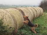 Le saut d'un chien Airedale Terrier sur une motte de paille en low motion