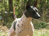 Compilation de vidéos d'American Hairless Terriers chiots et adultes