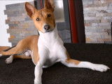 Un dialogue passionnant entre un Basenji et son maître