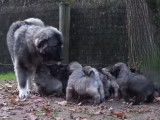 Onze chiots Berger du Caucase qui ne lâchent pas leur maman