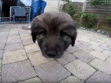 D'adorables chiots Berger du Karst âgés d'à peine un mois