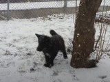 Un chiot Blue Bay Shepherd de 2 mois découvre et joue dans la neige