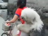 Un imposant chien passager à vélo derrière son maître